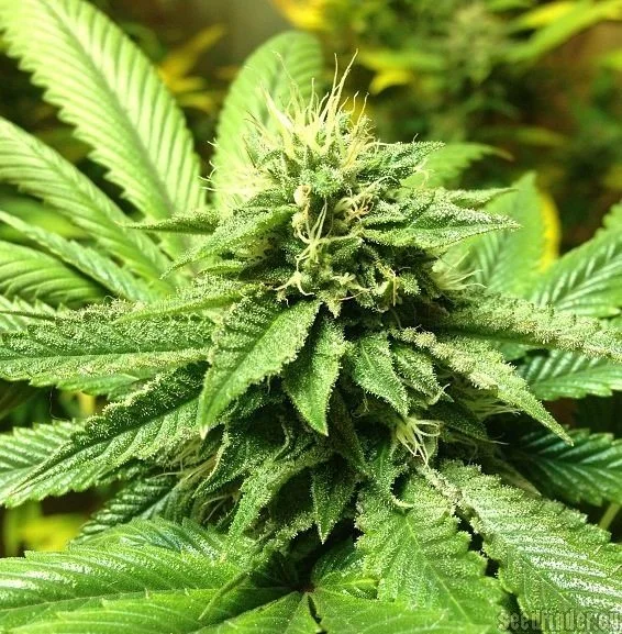 Primer plano de un cogollo de cannabis con filamentos claros y pequeñas hojas cubiertas de tricomas, rodeado de abundante follaje verde.