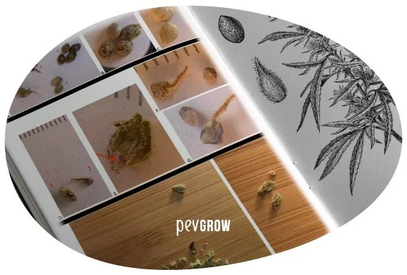 Composición ovalada con fotografías de muestras vegetales y semillas junto a dibujos botánicos de cannabis.