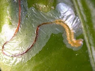 Detalle ampliado de una larva amarillenta en el extremo de una galería translúcida y sinuosa sobre una hoja verde.