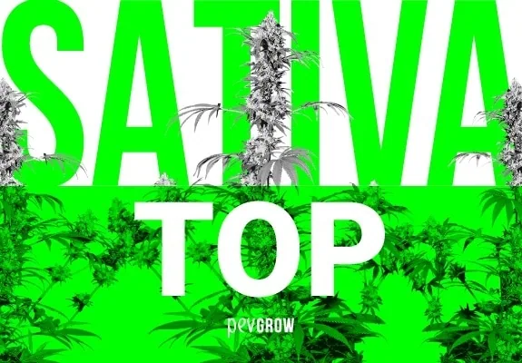 Composición en verde, blanco y negro con plantas de cannabis y grandes letras que forman «SATIVA TOP».