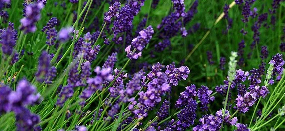 Primer plano de espigas de lavanda con pequeñas flores violetas y tallos verdes que cruzan el encuadre en diagonal.