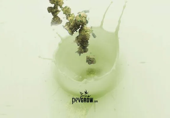 Montaje de cogollos de cannabis cayendo sobre un líquido verde claro que forma una salpicadura, con el logotipo de Pevgrow debajo. Montaje de cogollos de cannabis cayendo sobre un líquido verde claro que forma una salpicadura, con el logotipo de Pevgrow debajo.