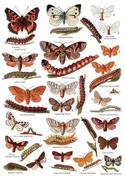 Lámina ilustrada con mariposas, polillas y orugas de distintos colores y patrones, dispuestas en filas sobre fondo blanco.
