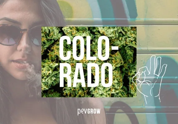 Montaje con el texto «Colorado» sobre cogollos, una mujer con gafas oscuras a la izquierda y una mano dibujada a la derecha. Montaje con el texto «Colorado» sobre cogollos, una mujer con gafas oscuras a la izquierda y una mano dibujada a la derecha.