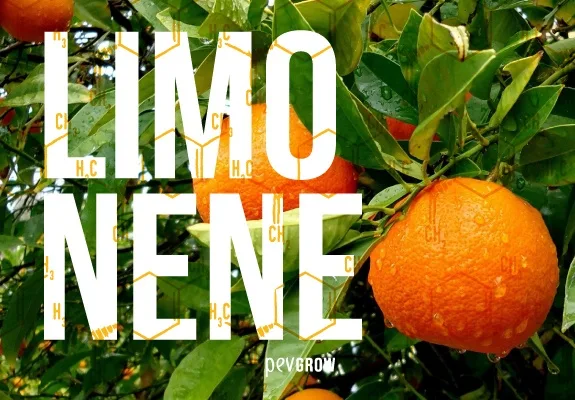 Naranjas entre hojas verdes con gotas de agua, bajo el texto grande «Limoneno» y un esquema de estructura química superpuesto. Naranjas entre hojas verdes con gotas de agua, bajo el texto grande «Limoneno» y un esquema de estructura química superpuesto.