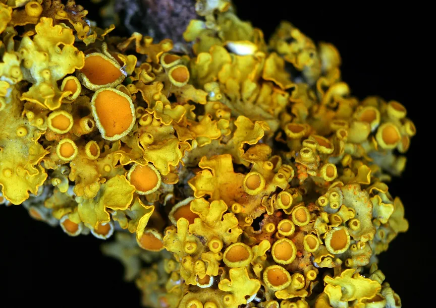 Primer plano de un liquen amarillo anaranjado con discos en forma de copa y bordes rizados sobre una rama oscura. Primer plano de un liquen amarillo anaranjado con discos en forma de copa y bordes rizados sobre una rama oscura.