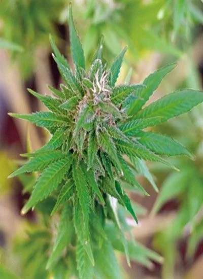 Primer plano de una flor de cannabis con pistilos blancos y hojas verdes dentadas, sobre un fondo vegetal desenfocado. Primer plano de una flor de cannabis con pistilos blancos y hojas verdes dentadas, sobre un fondo vegetal desenfocado.