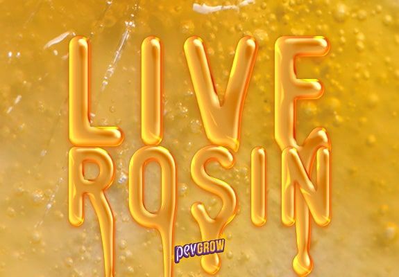 Texto «LIVE ROSIN» en grandes letras doradas con terminaciones en forma de gotas, sobre un fondo amarillo con burbujas. Texto «LIVE ROSIN» en grandes letras doradas con terminaciones en forma de gotas, sobre un fondo amarillo con burbujas.