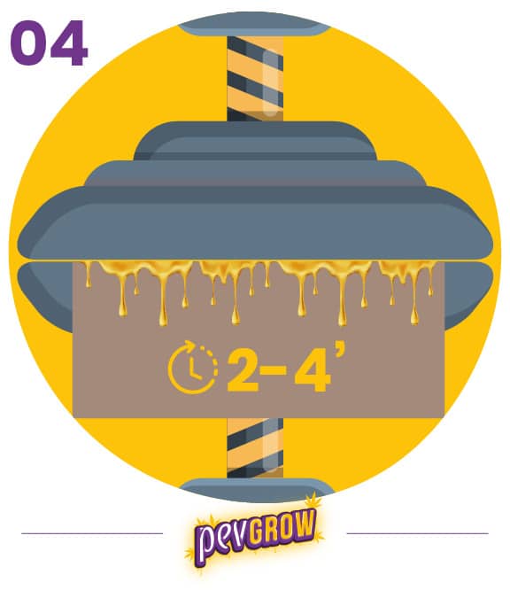 Ilustración del paso 04: una prensa comprime una hoja marrón con gotas doradas en el borde y la indicación de 2 a 4 minutos.