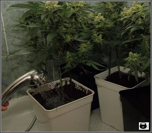 Una alcachofa de ducha vierte agua sobre el sustrato de una maceta blanca con cannabis, junto a otras plantas en una bañera.