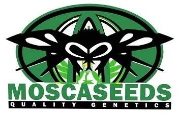 Logotipo de Mosca Seeds con un insecto negro estilizado sobre un óvalo verde y el lema «Quality Genetics» bajo el nombre. Logotipo de Mosca Seeds con un insecto negro estilizado sobre un óvalo verde y el lema «Quality Genetics» bajo el nombre.