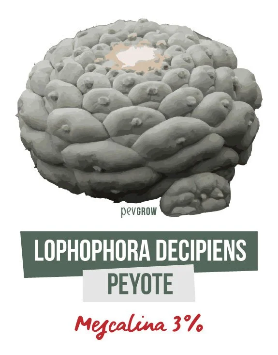 Ilustración de un cactus gris verdoso de lóbulos abultados sobre los rótulos «Lophophora decipiens», «Peyote» y «Mescalina 3%». Ilustración de un cactus gris verdoso de lóbulos abultados sobre los rótulos «Lophophora decipiens», «Peyote» y «Mescalina 3%».