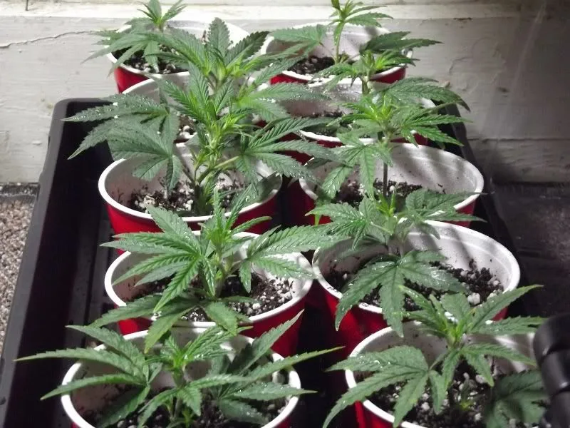 Plantas jóvenes de cannabis en vasos rojos con sustrato y partículas blancas, agrupadas en una bandeja negra junto a una pared.