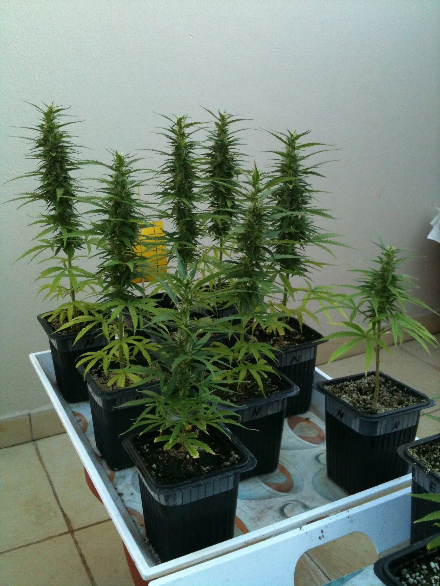 Plantas de cannabis de alturas desiguales, con flores y algunas hojas amarillentas, en macetas negras sobre una bandeja blanca.