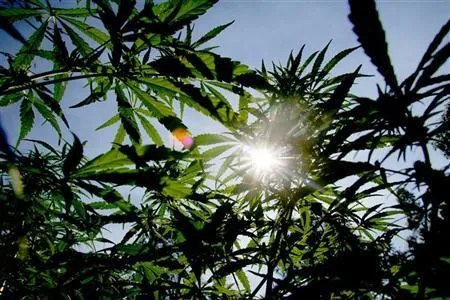 Luz del sol entre hojas dentadas y ramas de cannabis, vistas desde abajo y recortadas contra el cielo azul. Luz del sol entre hojas dentadas y ramas de cannabis, vistas desde abajo y recortadas contra el cielo azul.