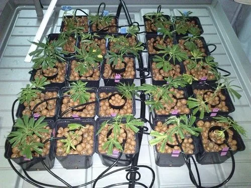 Plantas de cannabis en macetas cuadradas con bolas de arlita y tubos de riego negros, distribuidas sobre una bandeja. Plantas de cannabis en macetas cuadradas con bolas de arlita y tubos de riego negros, distribuidas sobre una bandeja.