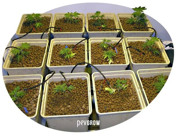 Macetas cuadradas con bolas de arcilla, pequeñas plantas de cannabis y tubos negros de riego, dispuestas en varias filas. Macetas cuadradas con bolas de arcilla, pequeñas plantas de cannabis y tubos negros de riego, dispuestas en varias filas.