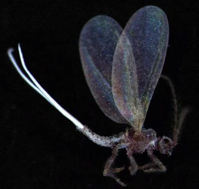 Primer plano de un pequeño insecto con alas translúcidas, patas curvadas y dos largos filamentos blancos sobre fondo negro. Primer plano de un pequeño insecto con alas translúcidas, patas curvadas y dos largos filamentos blancos sobre fondo negro.