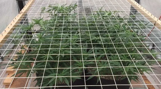 Malla blanca de cuadrícula tensada sobre un marco de madera, por encima de varias plantas de cannabis en macetas. Malla blanca de cuadrícula tensada sobre un marco de madera, por encima de varias plantas de cannabis en macetas.