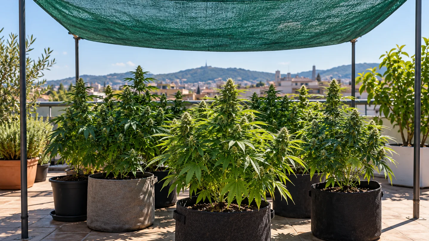 Malla de sombreo verde tendida sobre un armazón metálico que cubre varias plantas de cannabis en macetas en una azotea Malla de sombreo verde tendida sobre un armazón metálico que cubre varias plantas de cannabis en macetas en una azotea