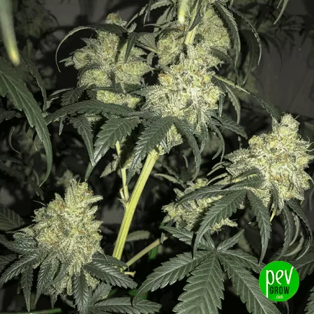 Primer plano de varios cogollos de cannabis con abundantes tricomas claros, entre tallos y hojas verdes dentadas.