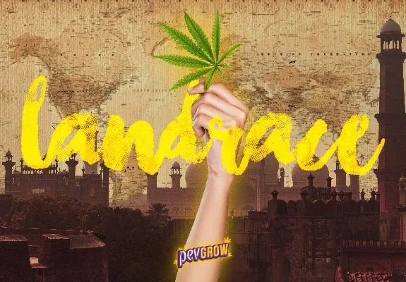 Una mano sostiene una hoja de cannabis ante un mapa envejecido y siluetas de edificios con torres, bajo el texto amarillo «landrace».