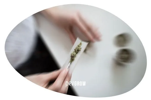 Primer plano de unas manos sujetando un papel de liar con material vegetal, dentro de un recorte ovalado.
