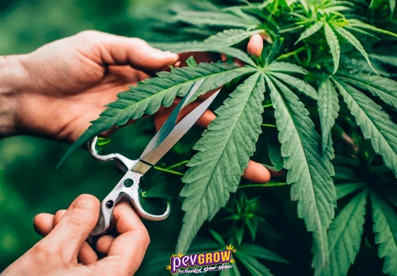 Primer plano de unas manos que sujetan una hoja de cannabis y acercan unas tijeras abiertas a su tallo.