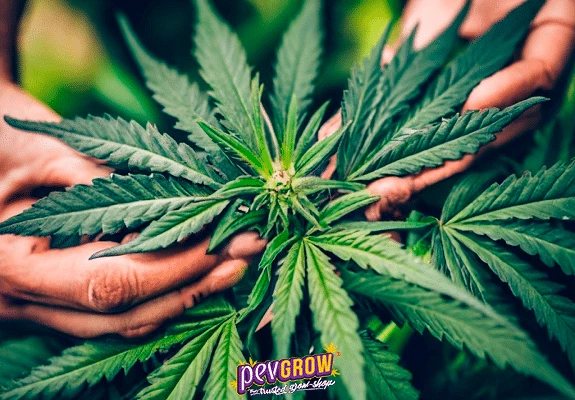 Unas manos separan las hojas de una planta de cannabis y dejan a la vista el brote central en un primer plano. Unas manos separan las hojas de una planta de cannabis y dejan a la vista el brote central en un primer plano.