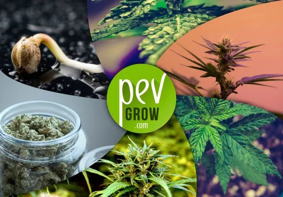 Collage de una semilla germinada, hojas, flores y un tarro con cogollos de cannabis alrededor del logotipo de Pevgrow.