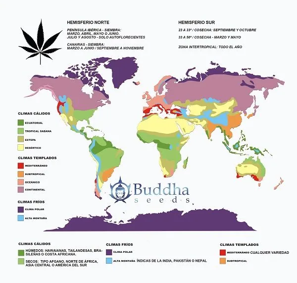 Mapa mundial con zonas climáticas en colores, leyenda y anotaciones sobre siembra y cosecha de cannabis por hemisferio.