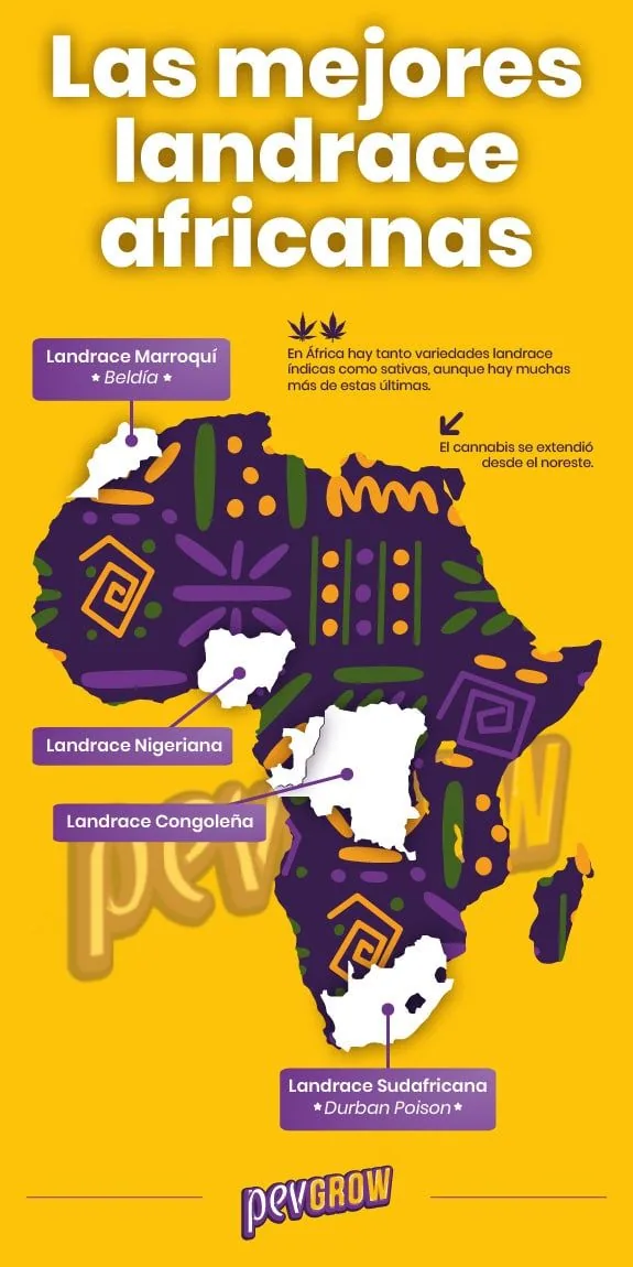Infografía amarilla con un mapa decorado de África que señala landraces de Marruecos, Nigeria, Congo y Sudáfrica.