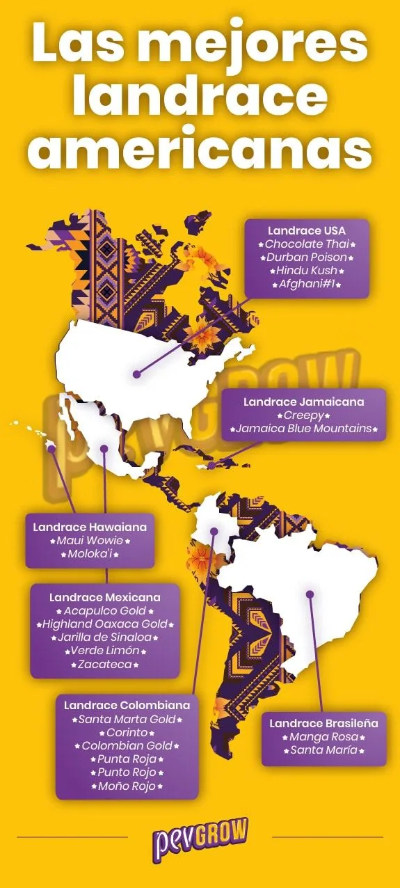 Infografía amarilla con un mapa de América y rótulos de variedades landrace de Estados Unidos, Jamaica, Hawái, México, Colombia y Brasil.