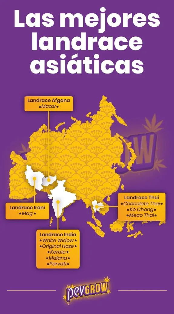 Infografía sobre fondo morado con un mapa amarillo de Asia y rótulos de variedades landrace de Afganistán, Irán, India y Tailandia.