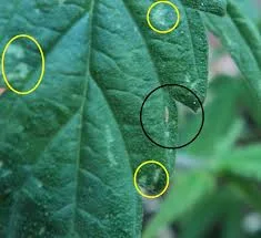Primer plano de una hoja verde con pequeñas marcas claras señaladas mediante tres círculos amarillos y uno negro.