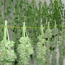 Ramas de cannabis con cogollos y hojas colgadas boca abajo en varias filas de cuerdas para su secado.