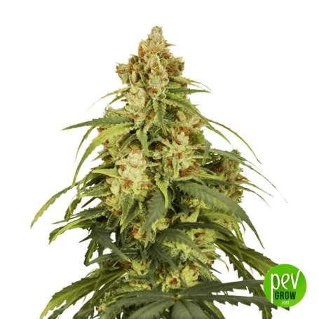 Planta de cannabis con una larga inflorescencia central, cogollos verdes y hojas estrechas sobre fondo blanco, con logo de Pevgrow.