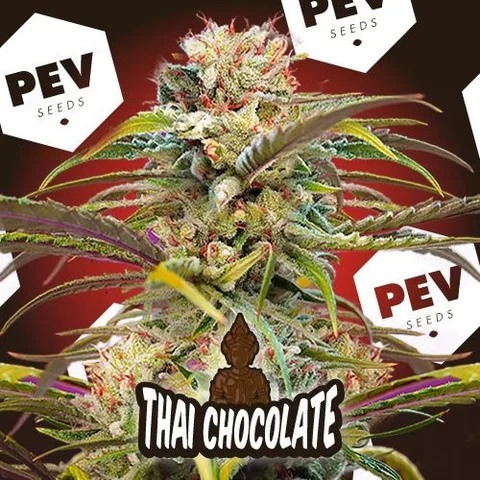 Primer plano de una planta de cannabis con cogollos y hojas de tonos verdes y morados, rótulo «Thai Chocolate» y logos de PEV Seeds.