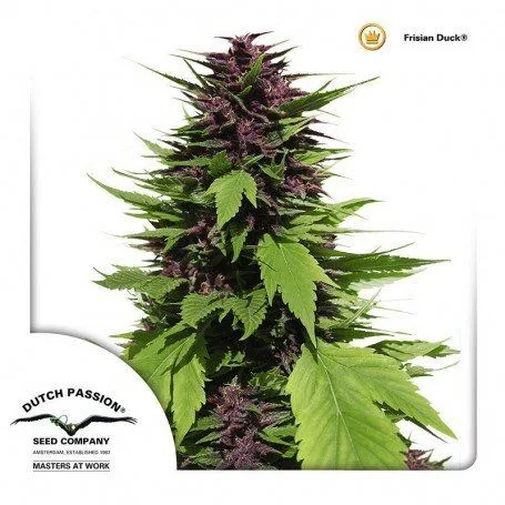 Planta de cannabis con cogollos morados y hojas verdes anchas sobre fondo blanco, con el nombre Frisian Duck y el logo de Dutch Passion.