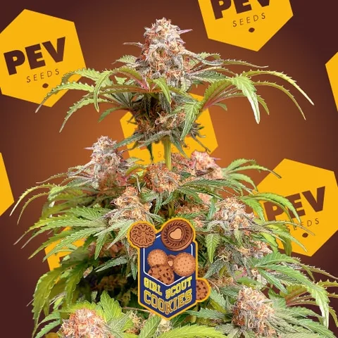 Planta de cannabis con numerosos cogollos, etiqueta de Girl Scout Cookies y fondo marrón con logotipos amarillos de PEV Seeds.