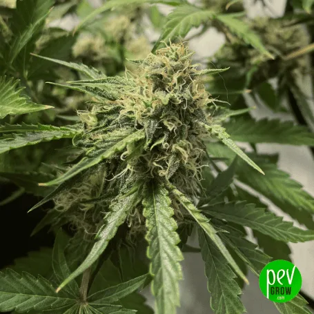 Primer plano de un cogollo de cannabis con filamentos claros y hojas verdes dentadas, con el logotipo de Pevgrow en una esquina.