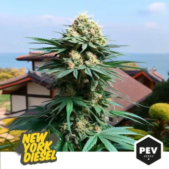 Planta de cannabis con cogollo central y hojas alargadas en exterior, con tejados al fondo y el rótulo «New York Diesel».