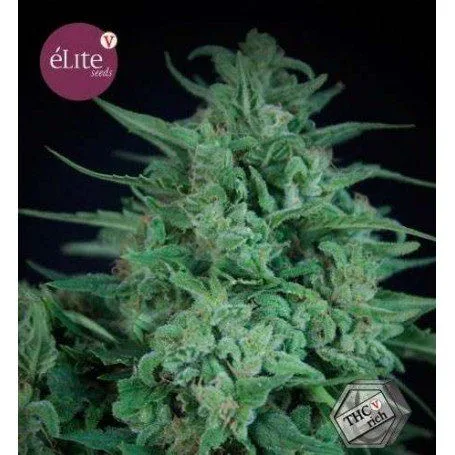 Primer plano de un cogollo de cannabis verde con hojas estrechas sobre fondo negro, acompañado del logo de Élite Seeds y un sello «THCV rich».