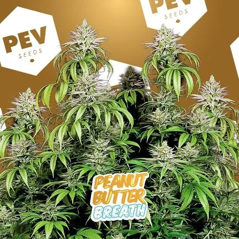 Varias plantas de cannabis con cogollos y hojas estrechas sobre fondo dorado, con logotipos PEV Seeds y el texto «Peanut Butter Breath».