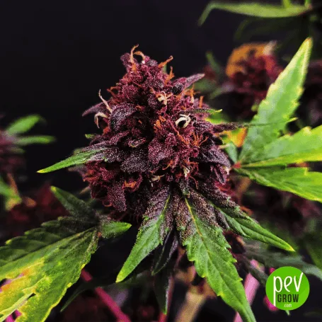 Cogollo de cannabis de tonos rojizos y morados, con pistilos anaranjados y hojas verdes alrededor, sobre fondo oscuro.
