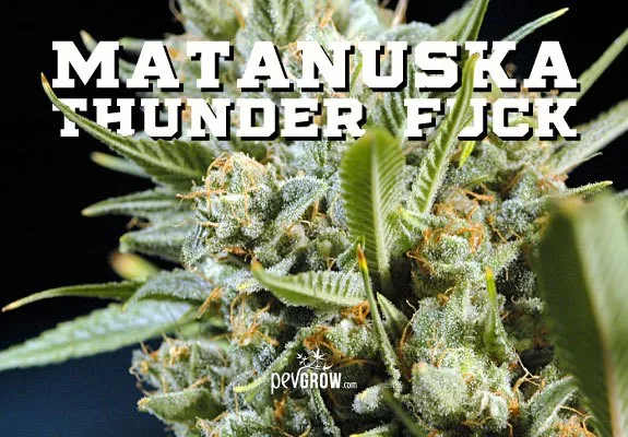 Primer plano de cogollos de cannabis con tricomas y pistilos anaranjados, bajo el título «Matanuska Thunder Fuck». Primer plano de cogollos de cannabis con tricomas y pistilos anaranjados, bajo el título «Matanuska Thunder Fuck».