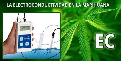 Montaje con hojas de cannabis, una mano con un medidor y sondas en agua, el título «La electroconductividad en la marihuana» y «EC».