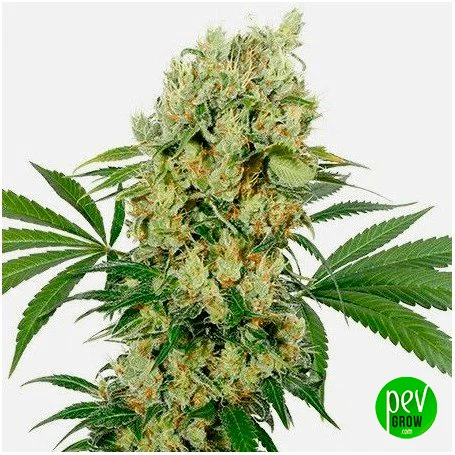Cogollo alargado de cannabis con pistilos anaranjados y hojas verdes dentadas sobre fondo blanco, con logotipo Pev Grow. Cogollo alargado de cannabis con pistilos anaranjados y hojas verdes dentadas sobre fondo blanco, con logotipo Pev Grow.