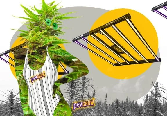 Montaje de una figura con cogollos y delantal Pevgrow junto a paneles LED de barras, sobre círculos amarillos y plantas en gris.
