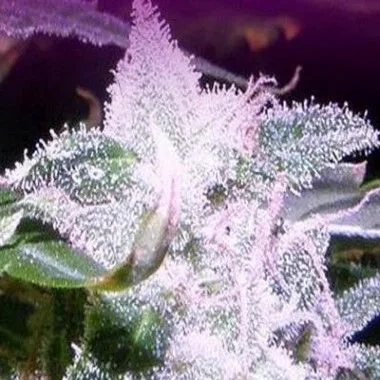 Primer plano de una flor de cannabis y sus hojas, cubiertas de abundantes tricomas claros bajo una iluminación rosada.